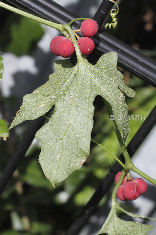 秋天红色浆果白色bryony Bryonia dioica